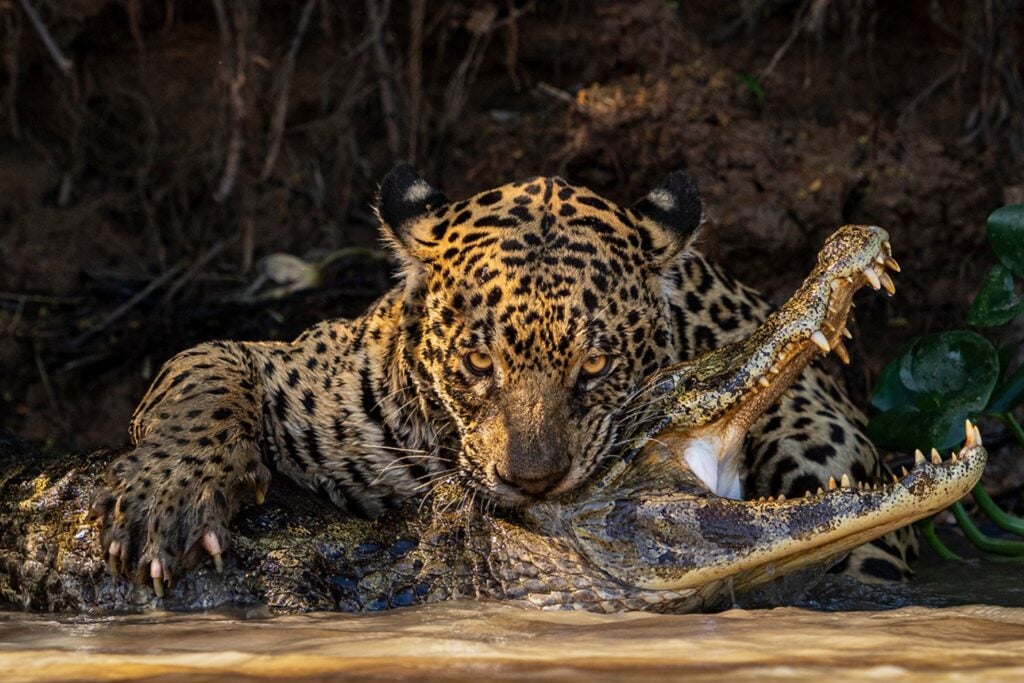 A jaguar fatally bites a caiman in a dramatic photo.